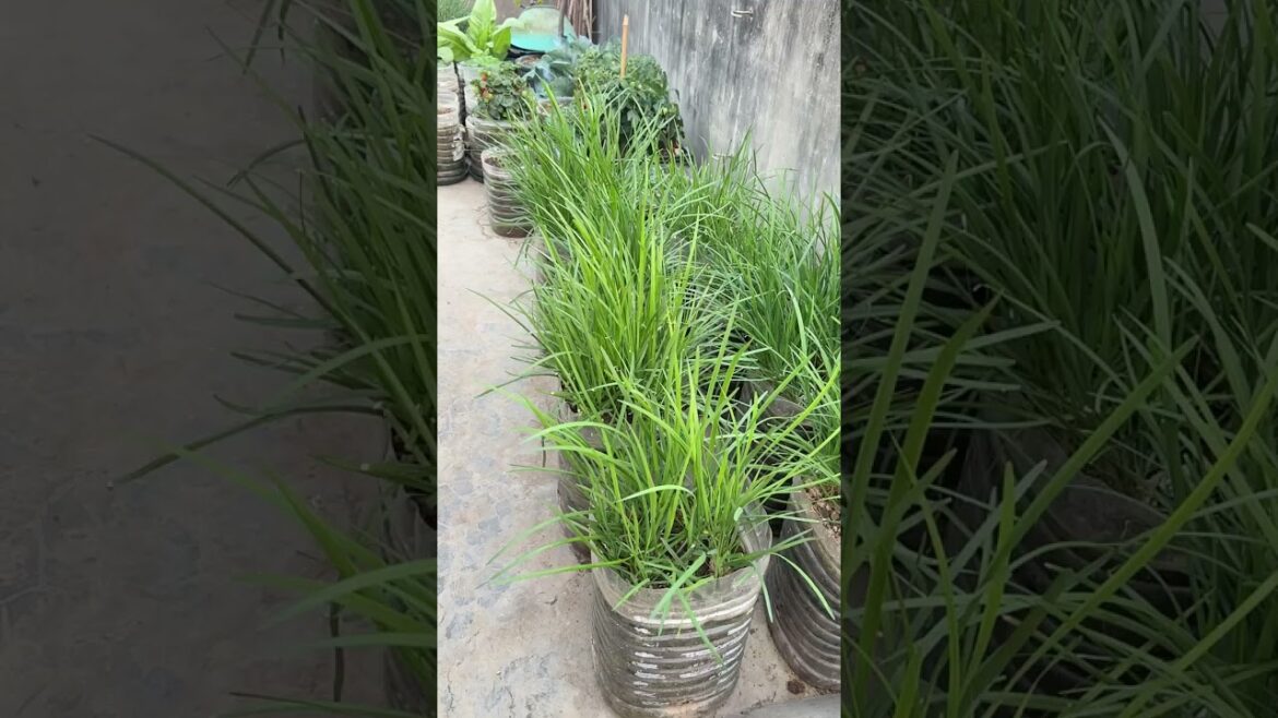 I growing garden at home by Meimei/ Vegetable