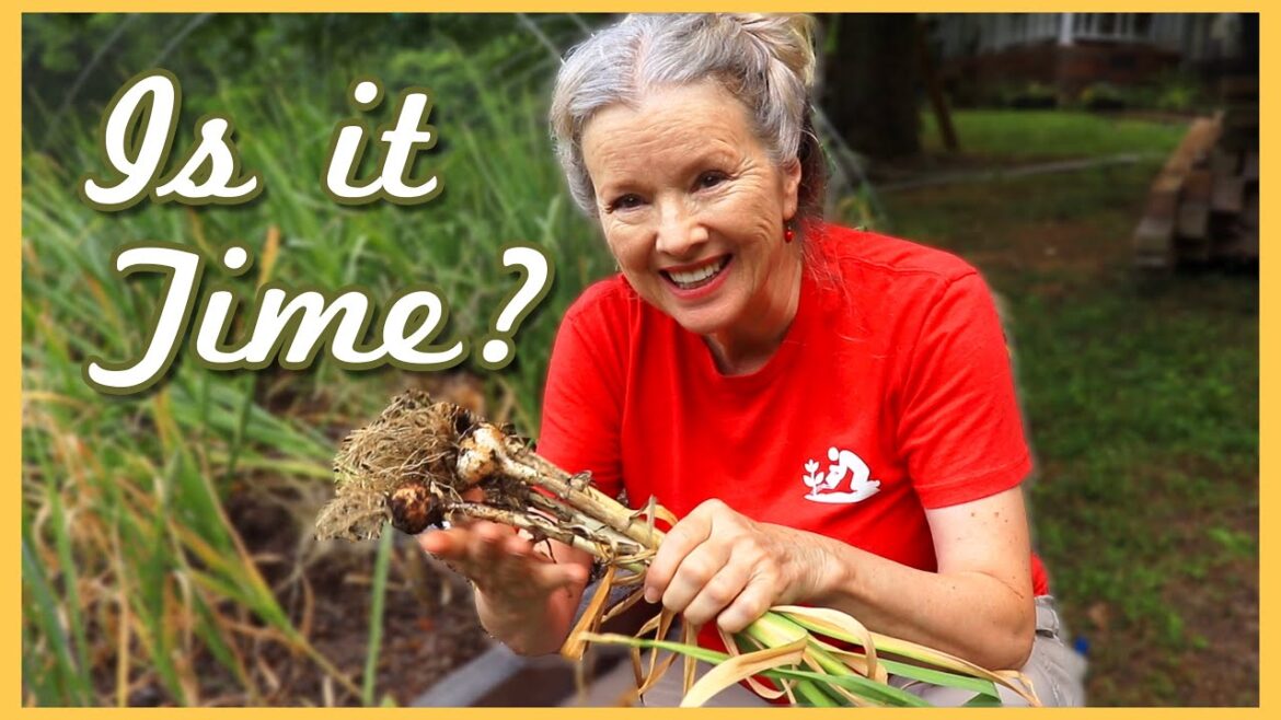 Kaye Kittrell: When and How to Harvest Garlic + tips for longterm storage! When and How to Harvest Garlic + tips for longterm storage!