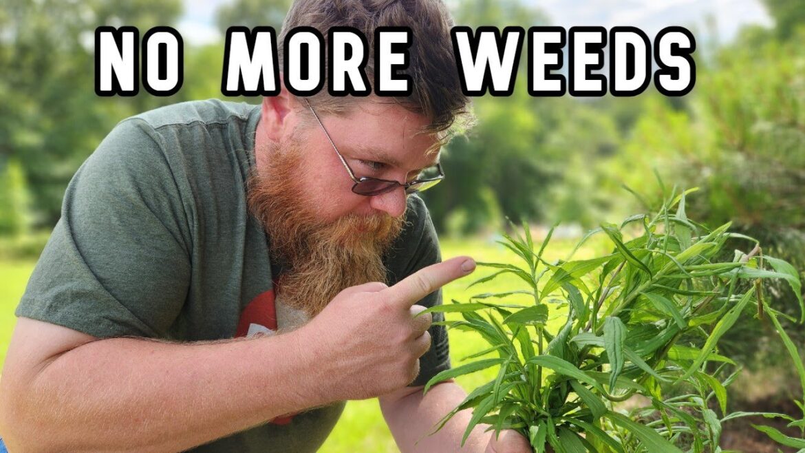 Easiest way to weed your garden without chemicals Easiest way to weed your garden without chemicals