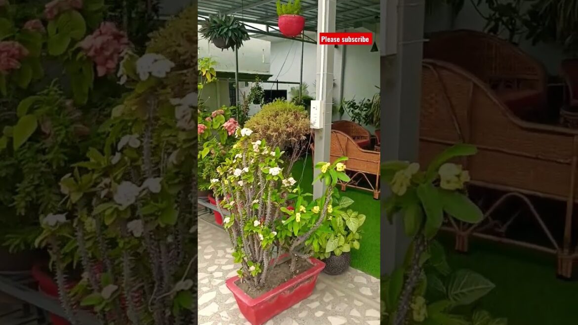 Rooftop garden // #nature #roof garden design