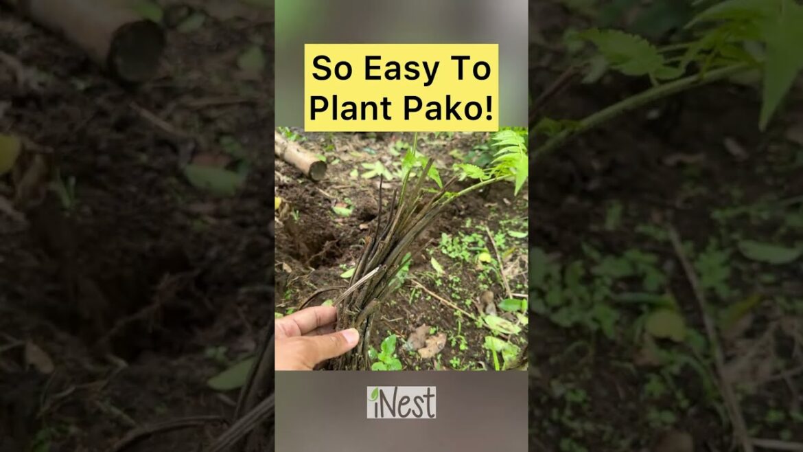 Pako (Vegetable Fern) Planting