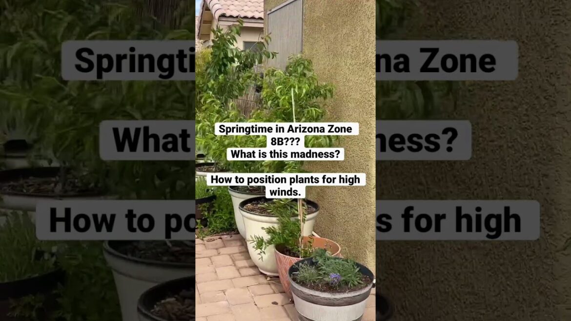 Container Gardening for High Winds in Arizona 8b