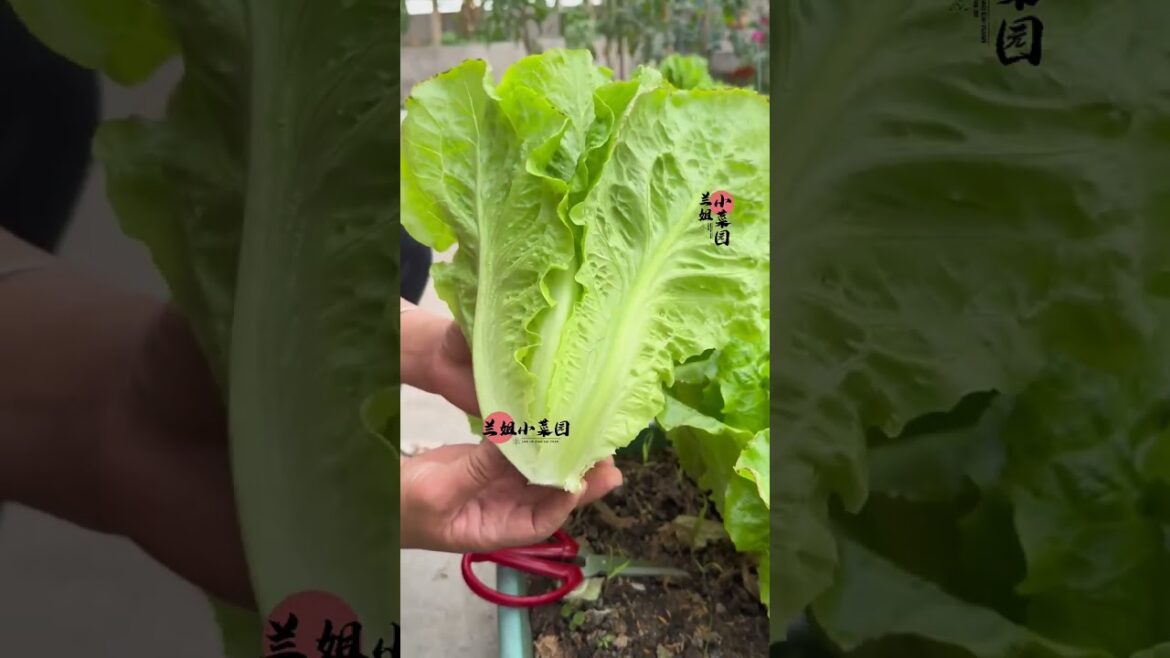 I growing garden at home by Meimei/ Vegetable