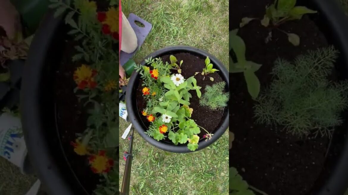 Add Bright Light swiss chard to your container to add color and food!