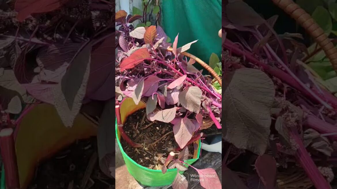 Todays harvest/morning vibes/terrace garden harvest #containergardening #gardening