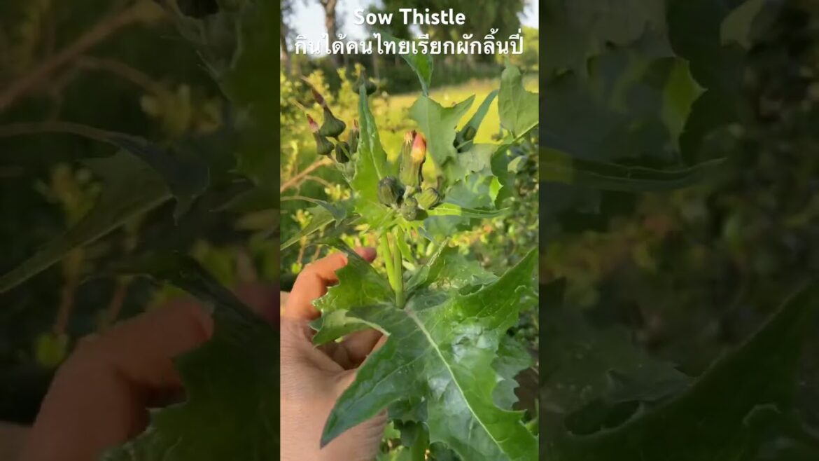 Sow Thistle ผักลิ้นปี่ กินได้ทั้งสุกและดิบ # #wildfood UK #ผักป่าในอังกฤษ