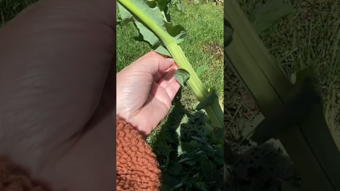 Eat Your Kale Stalks #gardening #selfsufficiency