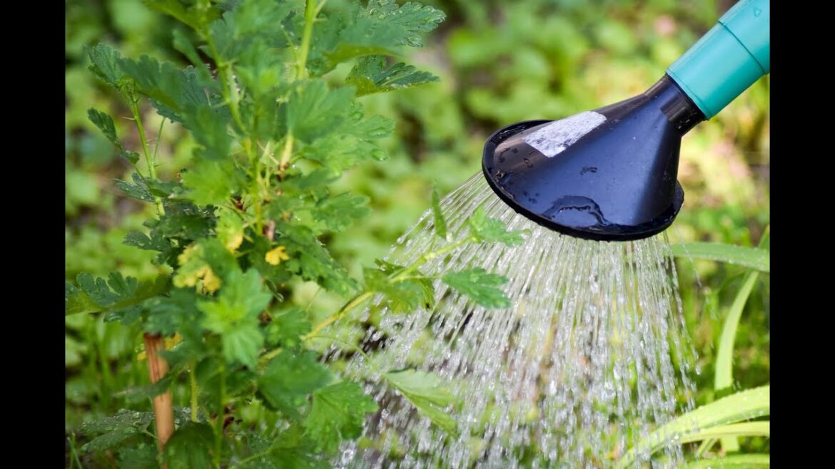 When To Water Your Vegetable Garden (Gardening Tip of the Day) #wateringplants #gardening When To Water Your Vegetable Garden (Gardening Tip of the Day) #wateringplants #gardening