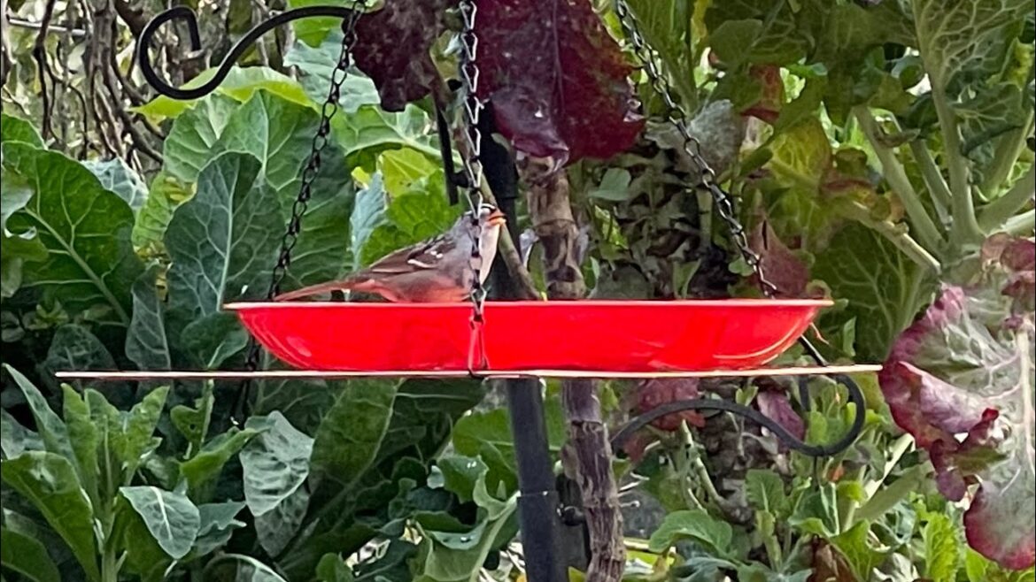 In the bird garden in southern California testing some camera equipment ￼