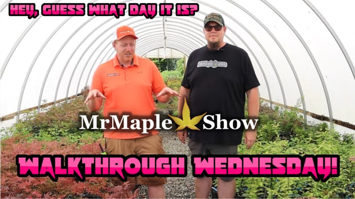 Japanese Maple Nursery Tour! MrMaple Greenhouse #4 #walkthroughwednesday