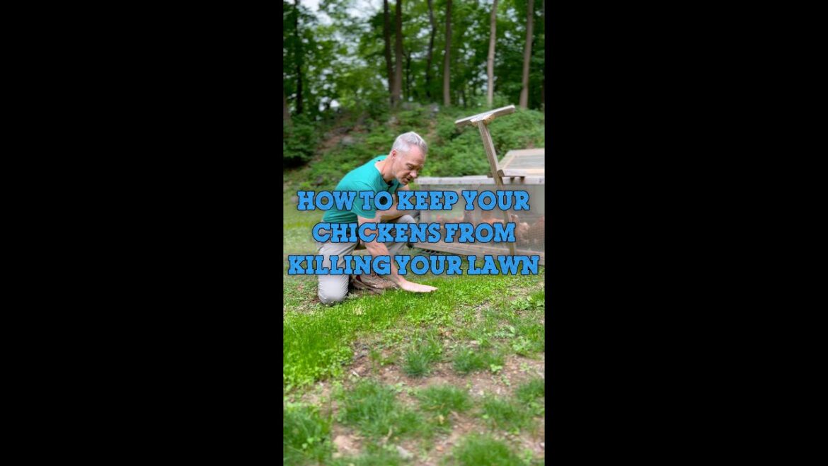 How to STOP Chickens from KILLING your Lawn How to STOP Chickens from KILLING your Lawn