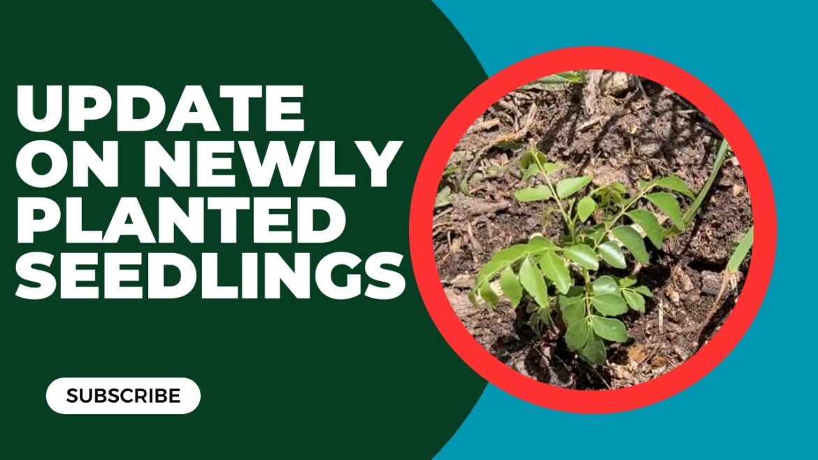 Update On Newly Planted Seedlings