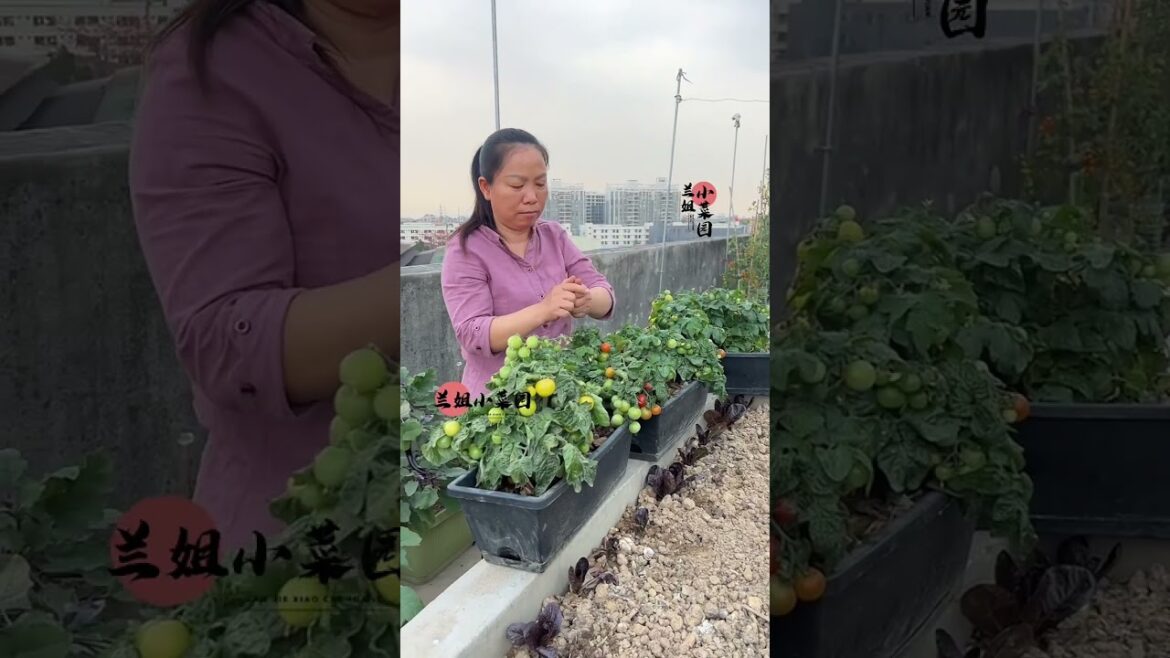 I growing garden at home by Meimei/ Vegetable I growing garden at home by Meimei/ Vegetable