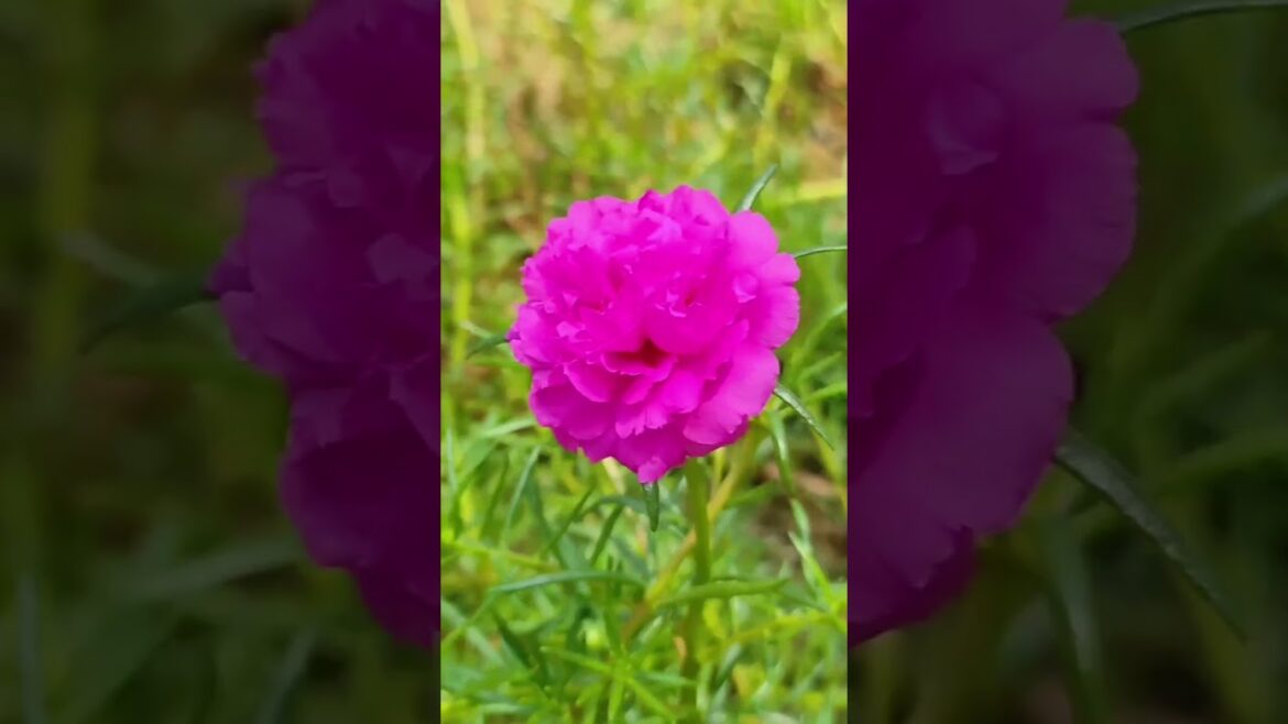 Beautiful Moss Rose flowers 💐 💐#minivlog  #shortsfeed #garden #gardening #gardentips #ytshort