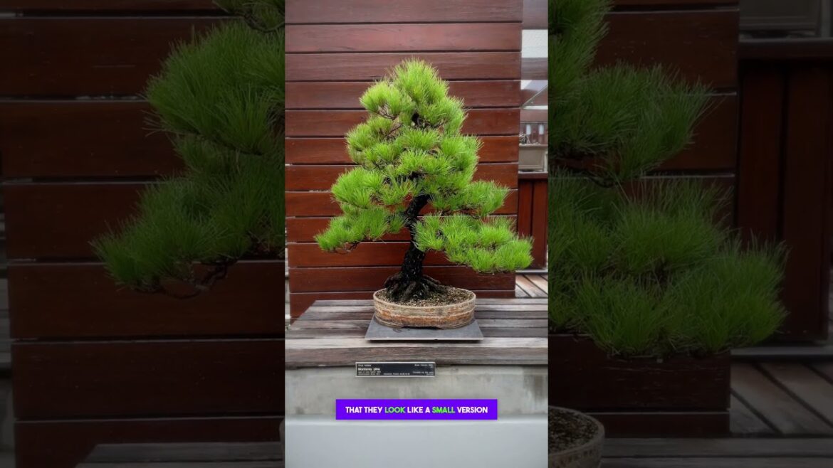 The Japanese Art of Bonsai Trees