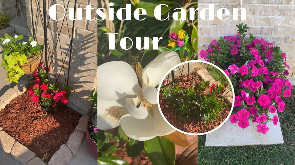 Magnolia Bushes and Containers | Outside Garden Tour 🪴