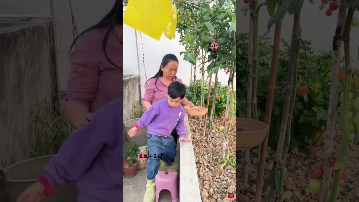 I growing garden at home by Meimei/ Vegetable I growing garden at home by Meimei/ Vegetable