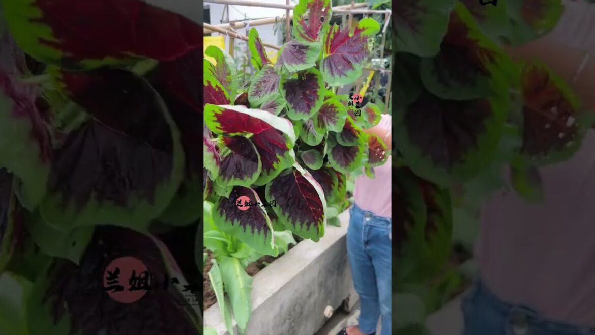 I growing garden at home by Meimei/ Vegetable