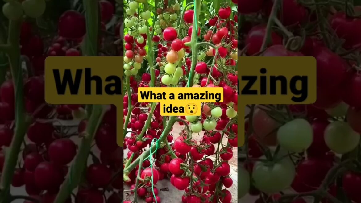 Super tricky tomato gardening Trends Revealed/#homegardening Super tricky tomato gardening Trends Revealed/#homegardening
