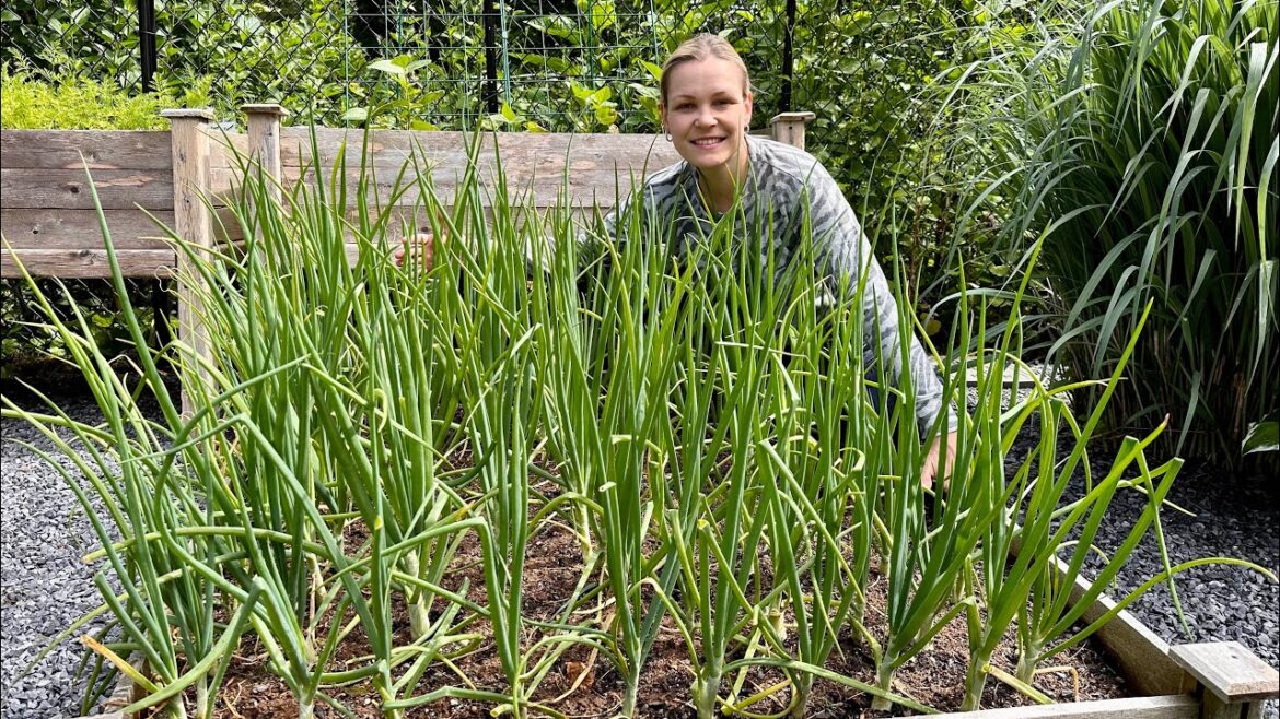 GROW ONIONS AT HOME 🧅 3 TIPS TO GROW GIANT ONION BULBS🙌 👩‍🌾🏡