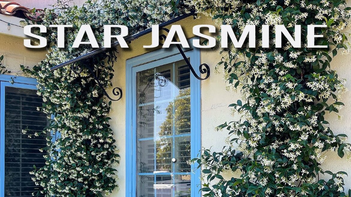 Star Jasmine |  Design ideas for a classic timeless landscape.