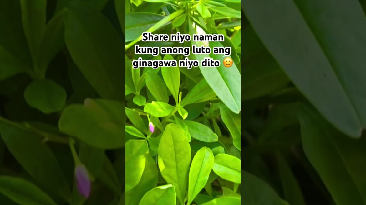 Talinum | Edible Plant | Vegetable | Local Spinach #shorts #fyp #gardening #garden #gardeningtips