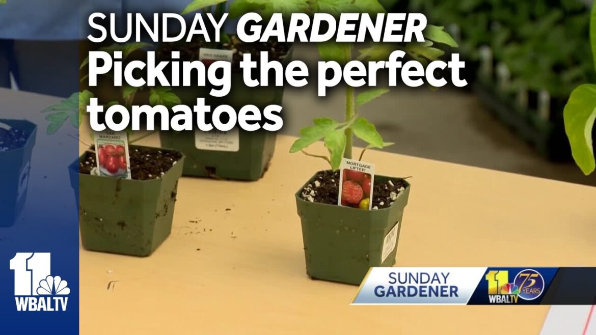 Sunday Gardener: Tips on what kind of tomatoes to grow Sunday Gardener: Tips on what kind of tomatoes to grow