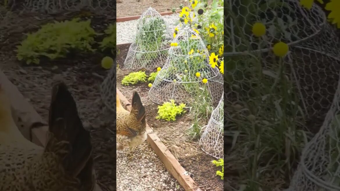 Gardening with Chickens