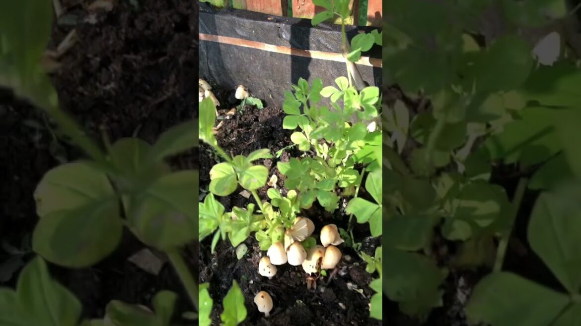 You Invaded My Garden /Wish you are edible #shorts #mushrooms