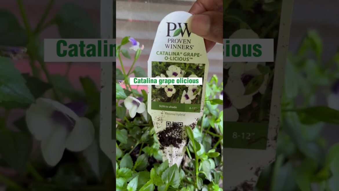 Get To Know This Plant|Grow It In Sun or Shade #containergardening #gardenshorts Get To Know This Plant|Grow It In Sun or Shade #containergardening #gardenshorts