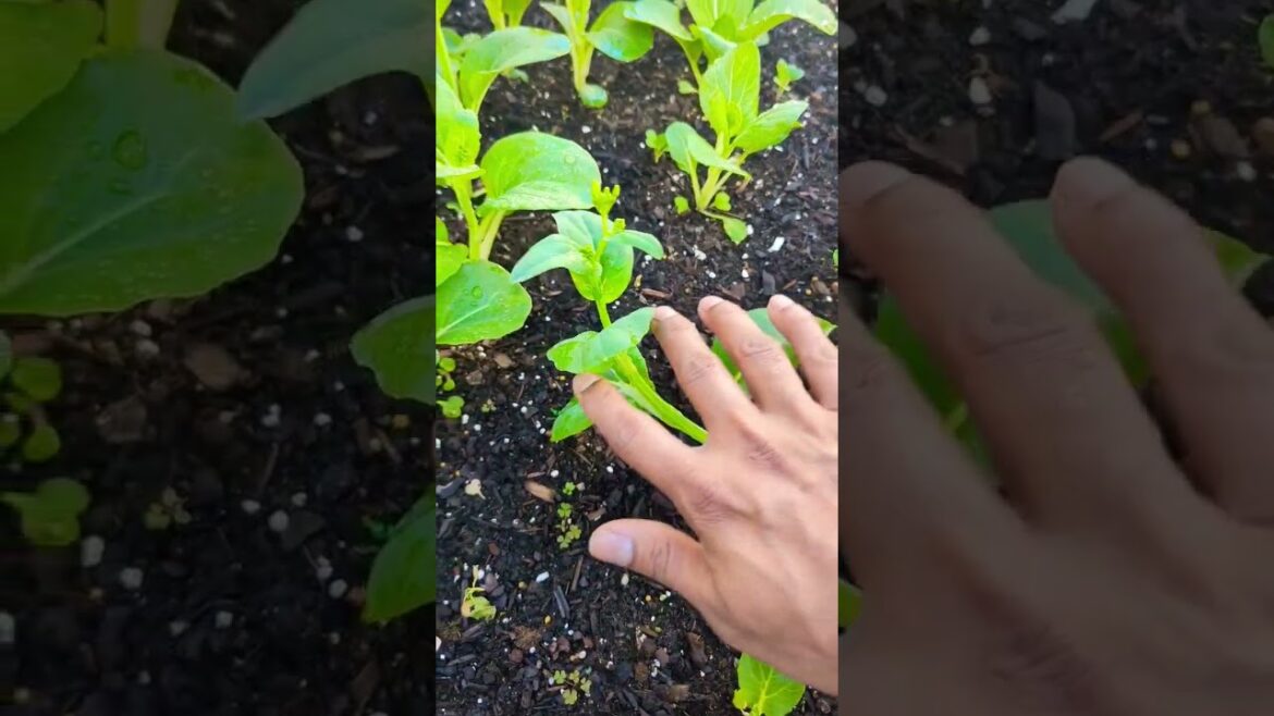 Is bok choy edible after it bolts? Best Quick tips !