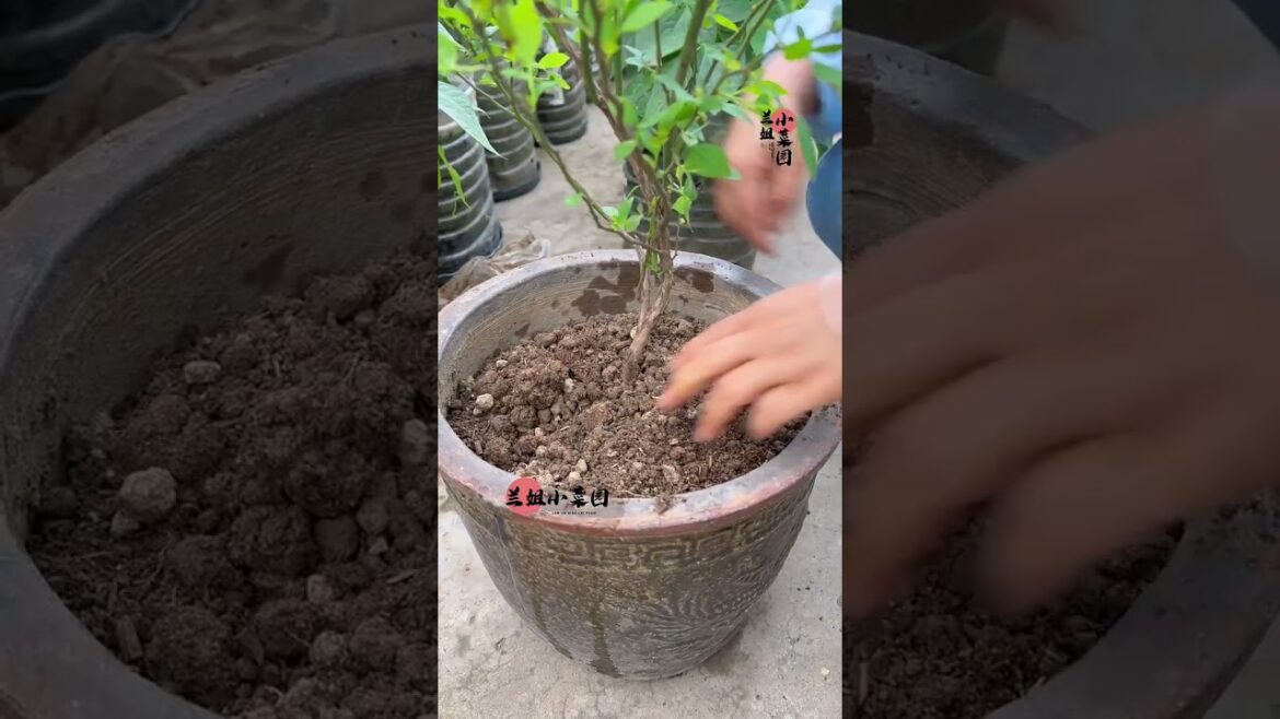 I growing garden at home by Meimei/ Vegetable I growing garden at home by Meimei/ Vegetable