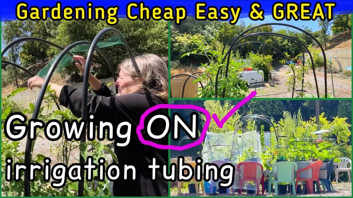 Cheap Tomato Trellis Ideas, Cage Plant Cover for Sun Insects & Shade Cucumbers Container Gardening Cheap Tomato Trellis Ideas, Cage Plant Cover for Sun Insects & Shade Cucumbers Container Gardening