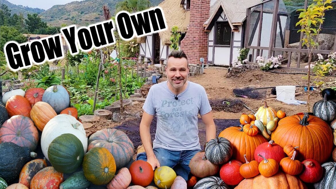 California Garden TV: How to Grow Pumpkins at Home From Seed How to Grow Pumpkins at Home From Seed