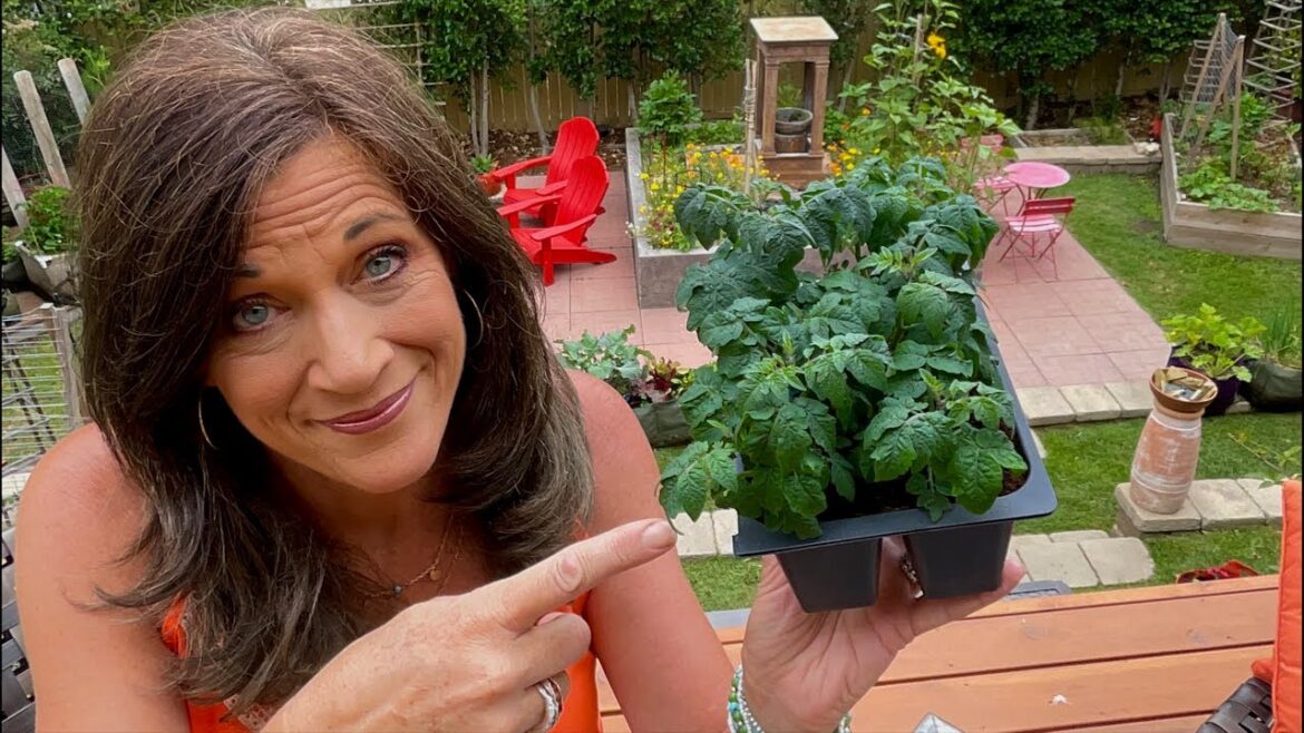 🍅LIVE: Troubleshooting Tomato Problems: Common Issues and Simple Fixes