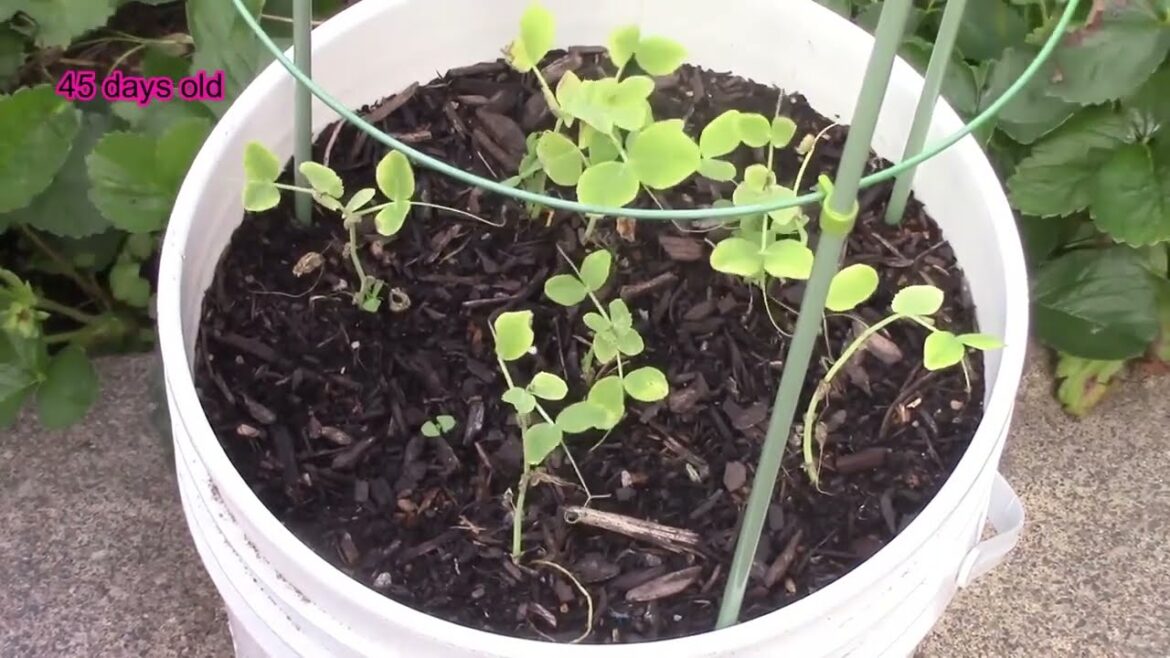 Container Gardening How to grow Peas Container Gardening How to grow Peas