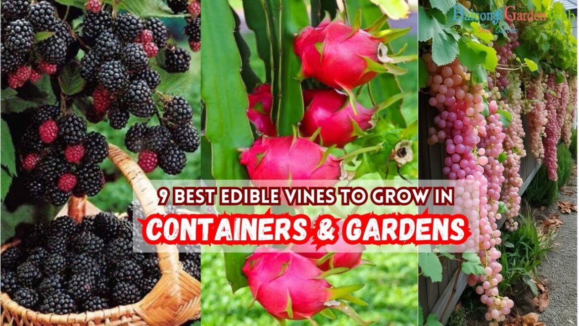 9 Best Edible Vines to Grow in Containers & Gardens #edible 9 Best Edible Vines to Grow in Containers & Gardens #edible
