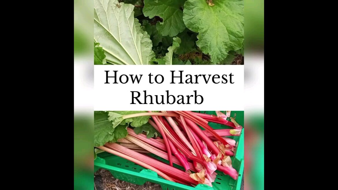 Rhubarb Harvest Tips #shorts #gardener #selfsufficiency Rhubarb Harvest Tips #shorts #gardener #selfsufficiency