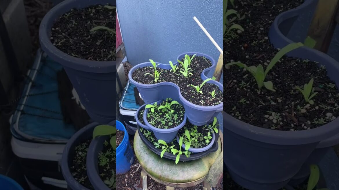 Zone 9B Urban Small Space Container Gardening Morning Chores June 8