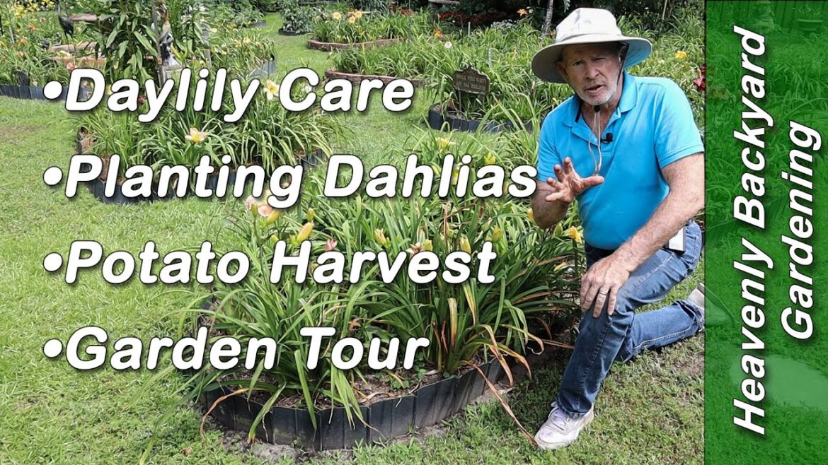 Heavenly Backyard Garden … Planting Dahlias, Potato Harvest, and Daylily Care Heavenly Backyard Garden ... Planting Dahlias, Potato Harvest, and Daylily Care