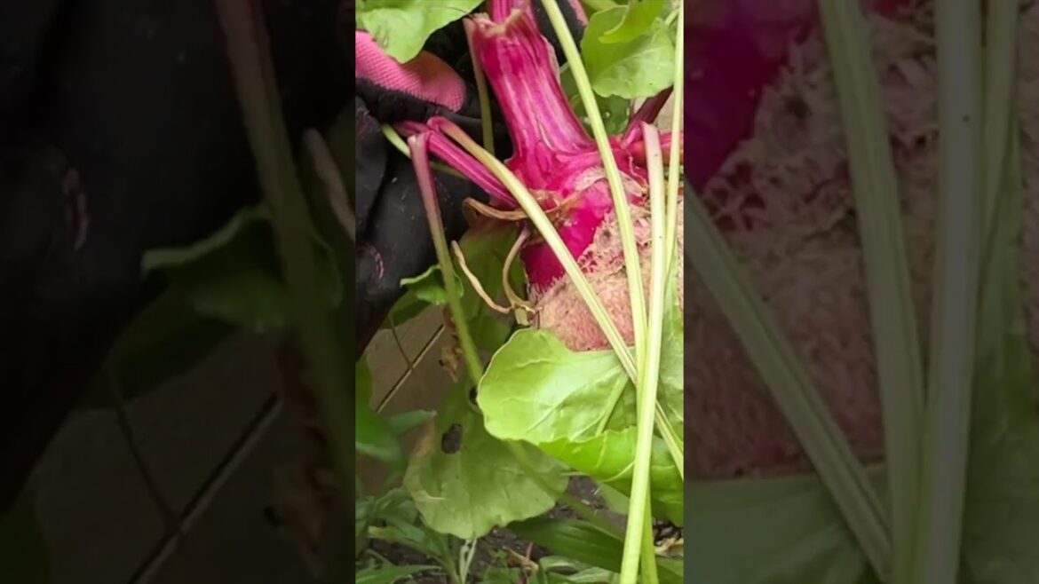 Growing beetroot at home #shorts #gardening #garden #losangeles