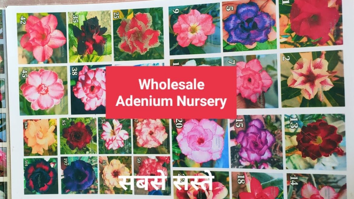 Wholesale Adenium Grafted plant obesum arabicum crispum all variety desert rose Wholesale Adenium Grafted plant obesum arabicum crispum all variety desert rose