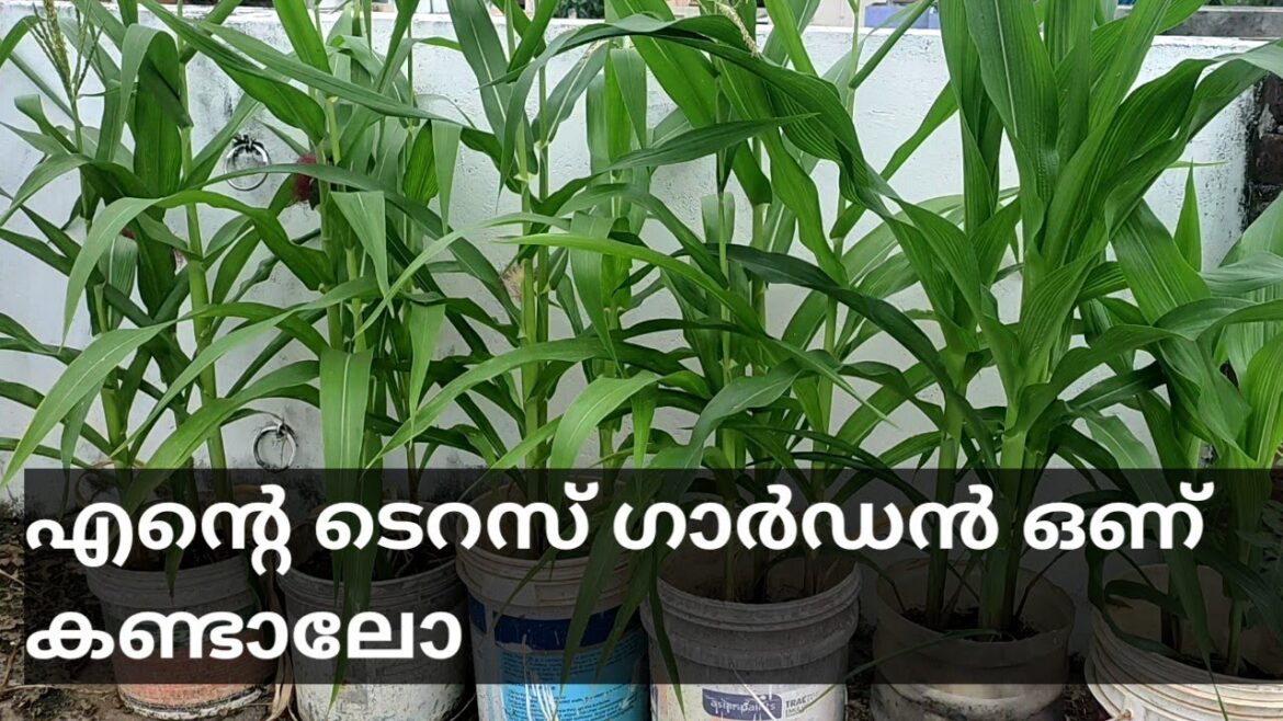 Terrace garden tour/container gardening/my terrace garden