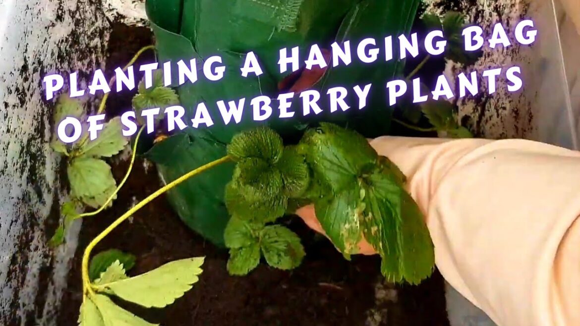 Planting a hanging bag of strawberry plants~ Vertical gardening