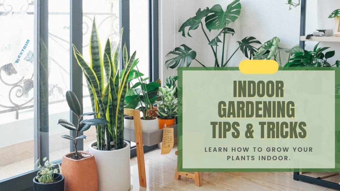 Home Gardening Indoor Gardening Tips & Tricks #trending  #indoorgardening #tipsandtrick #howto