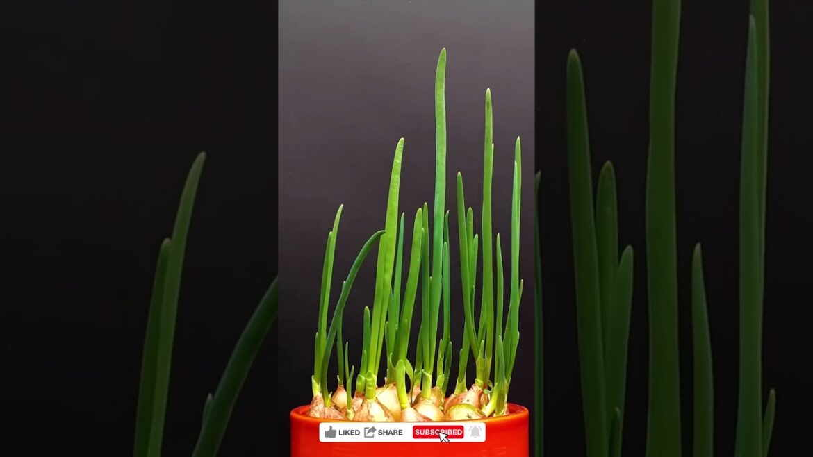 The Beauty of Nature's Creation ｜ Time-Lapse of Growing Onions