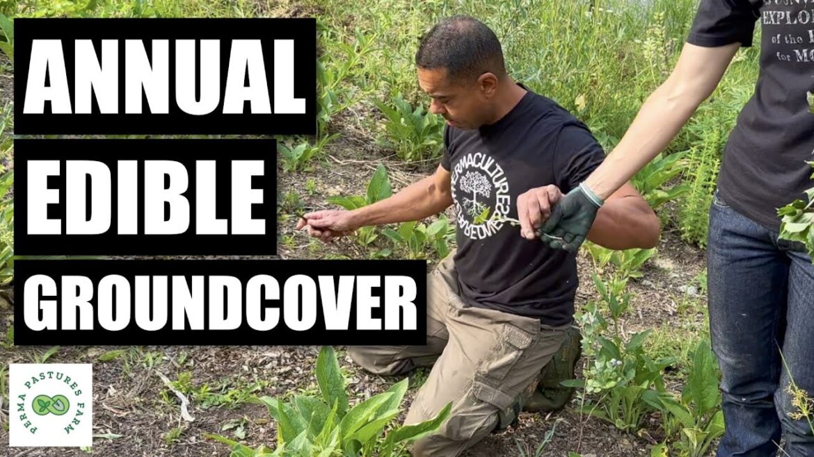 Edible Ground Cover that OUTCOMPETES Weeds!