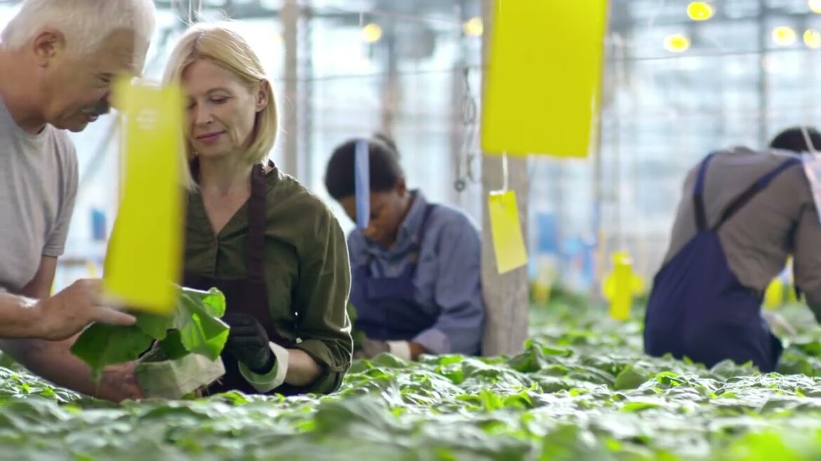 Introduction To Microgreens: What Are They And Why Should You Grow Them? Introduction To Microgreens: What Are They And Why Should You Grow Them?