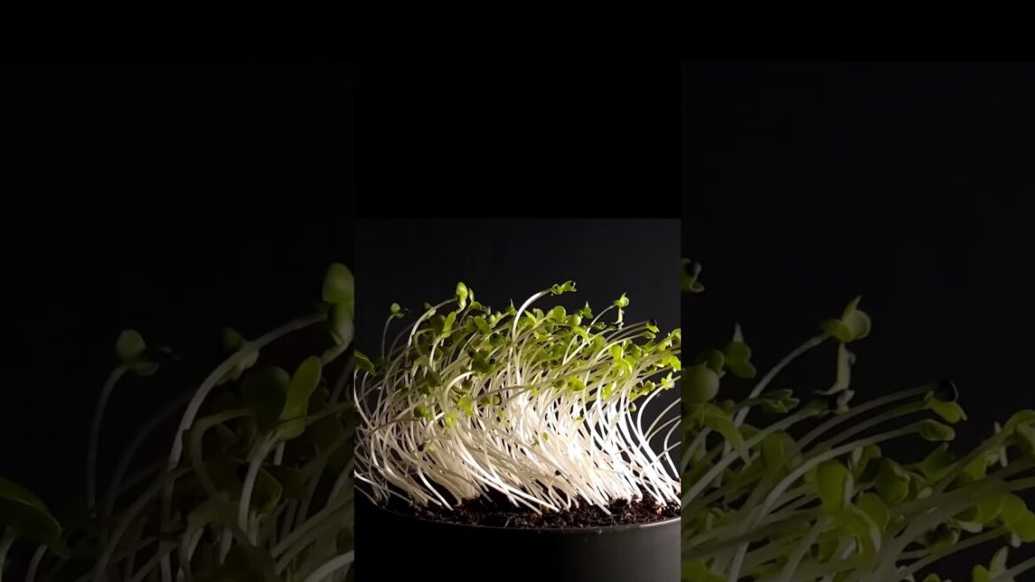 Captivating Plant Transformations ｜ A Time Lapse Journey Through Light