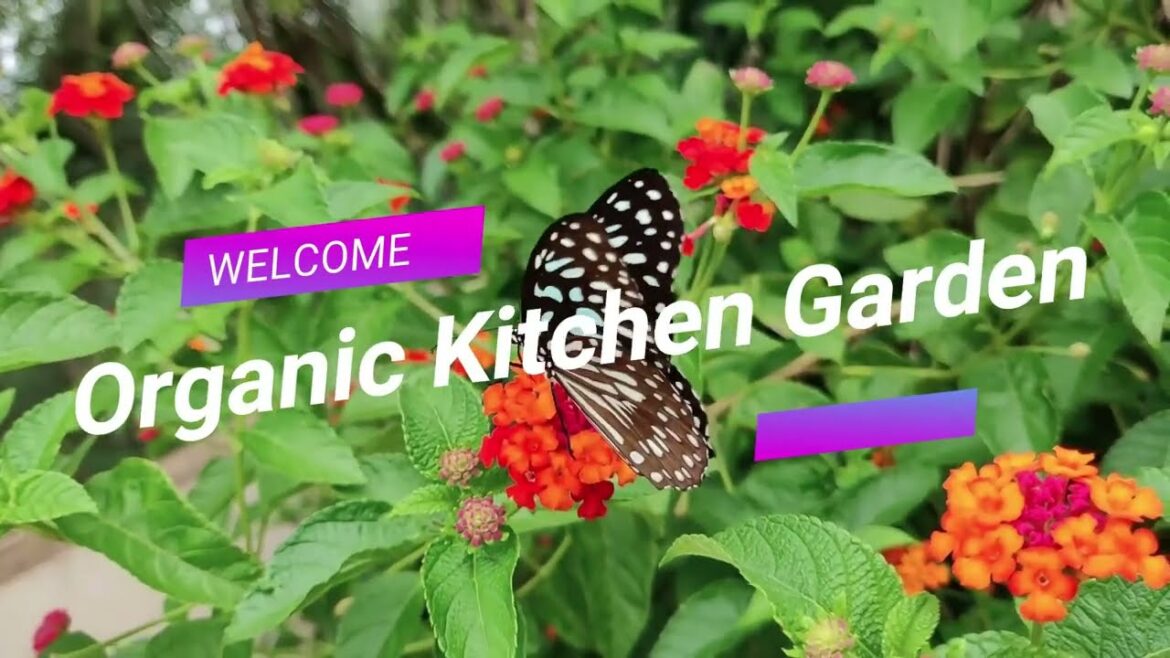 Organic Kitchen Gardening: Tips for Starting and Maintaining a Healthy Garden